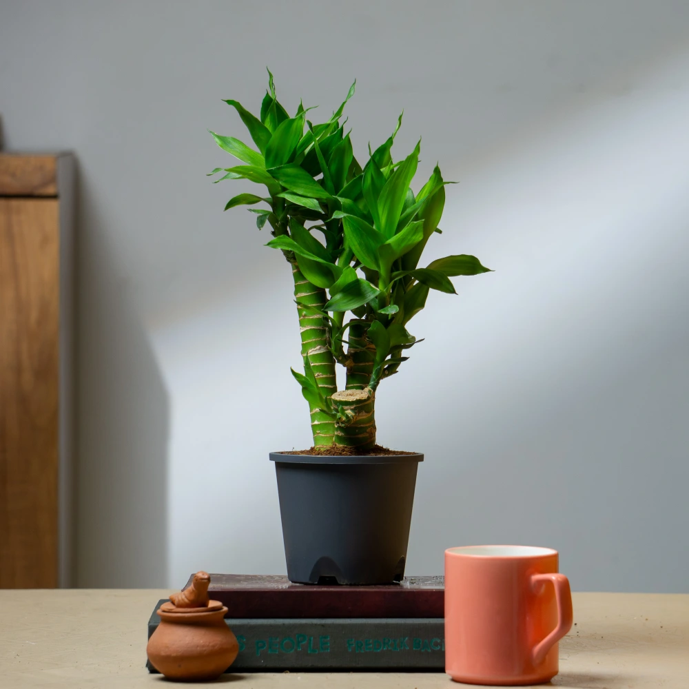 product-gallery