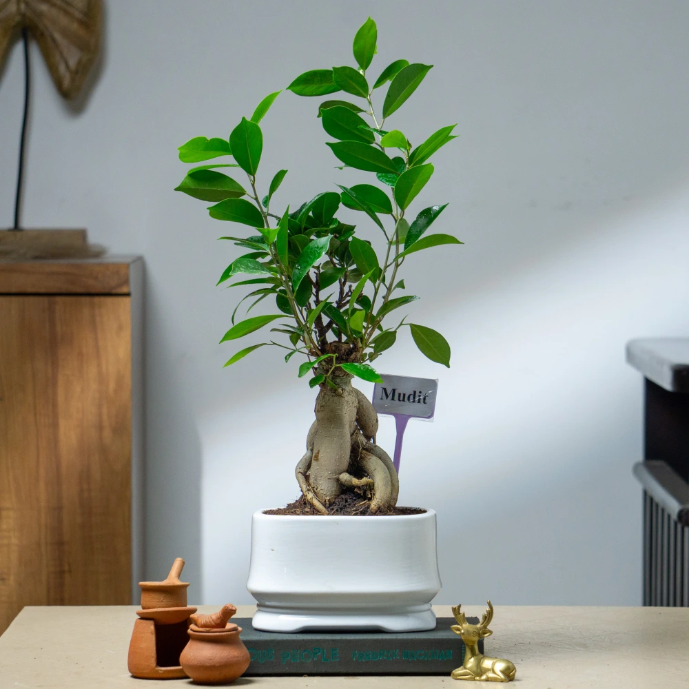 product-gallery