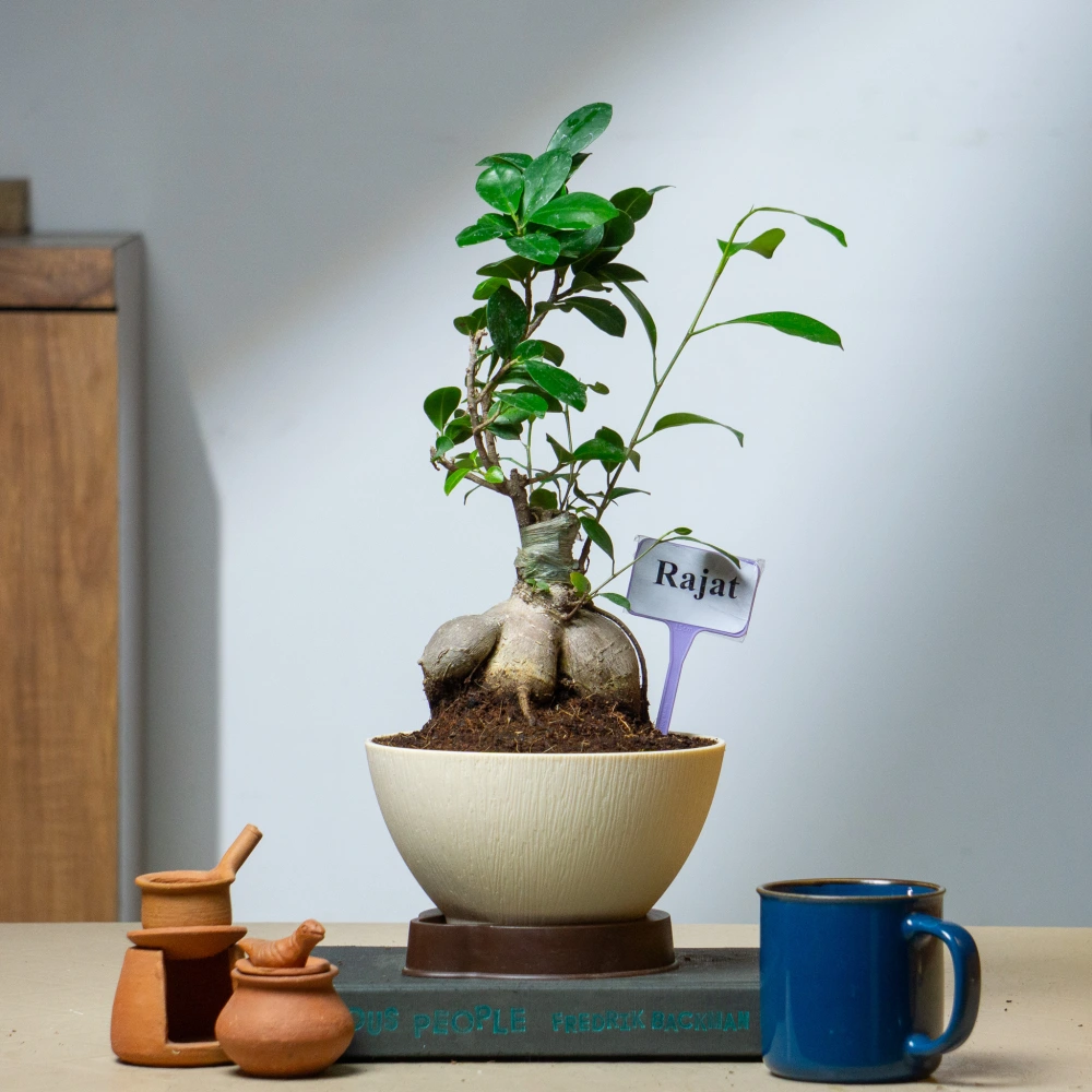 product-gallery