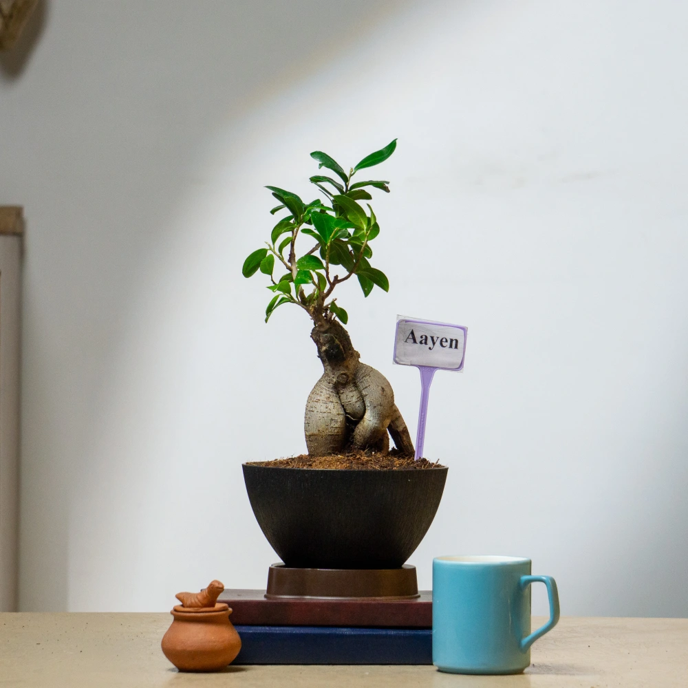 product-gallery