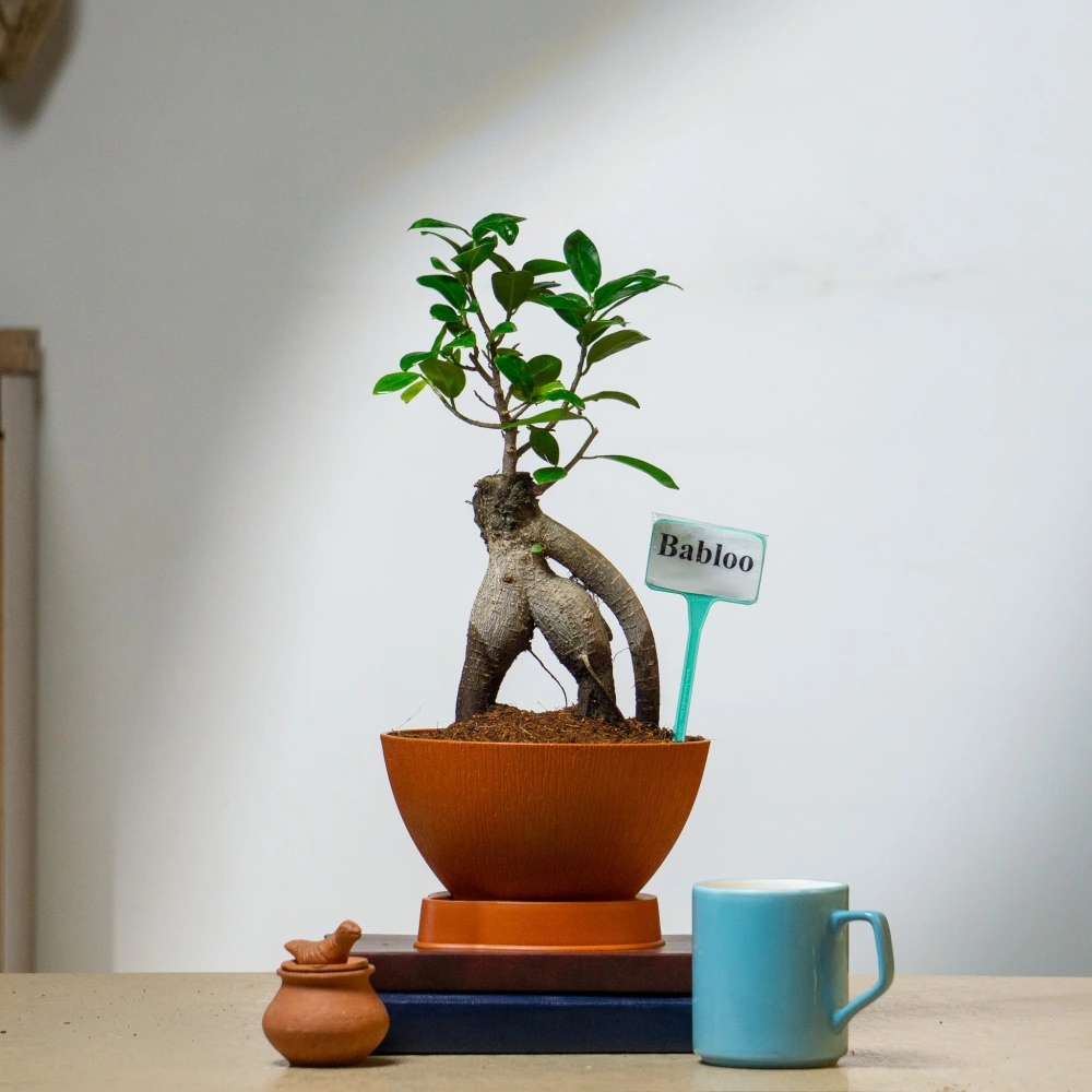 product-gallery