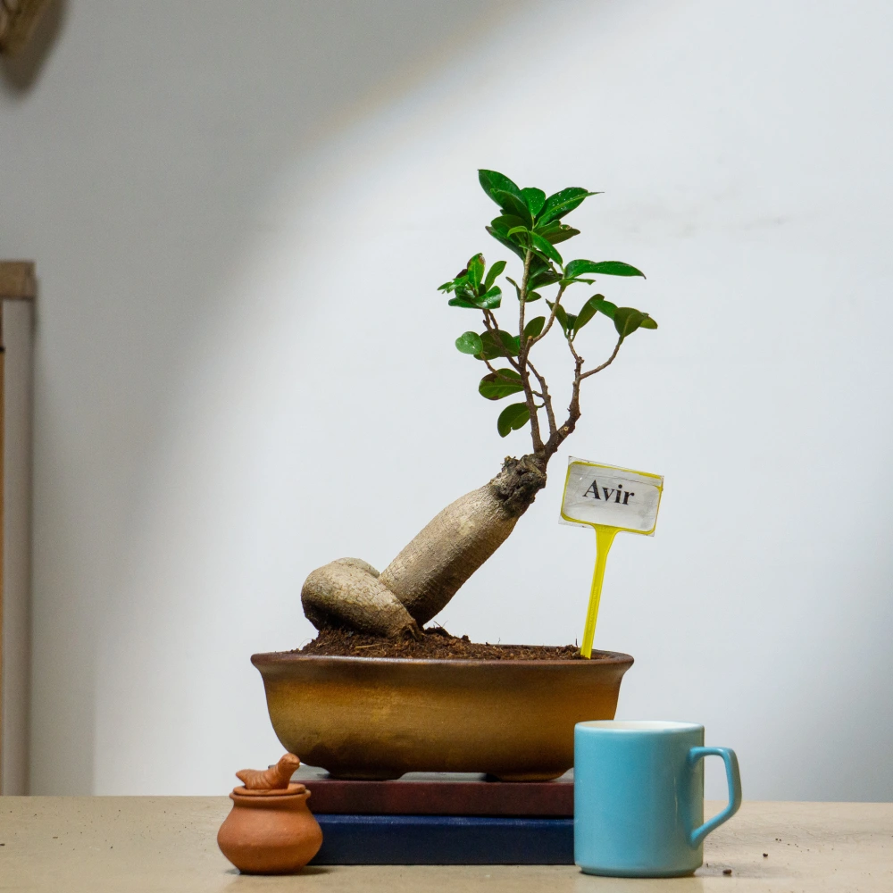 product-gallery