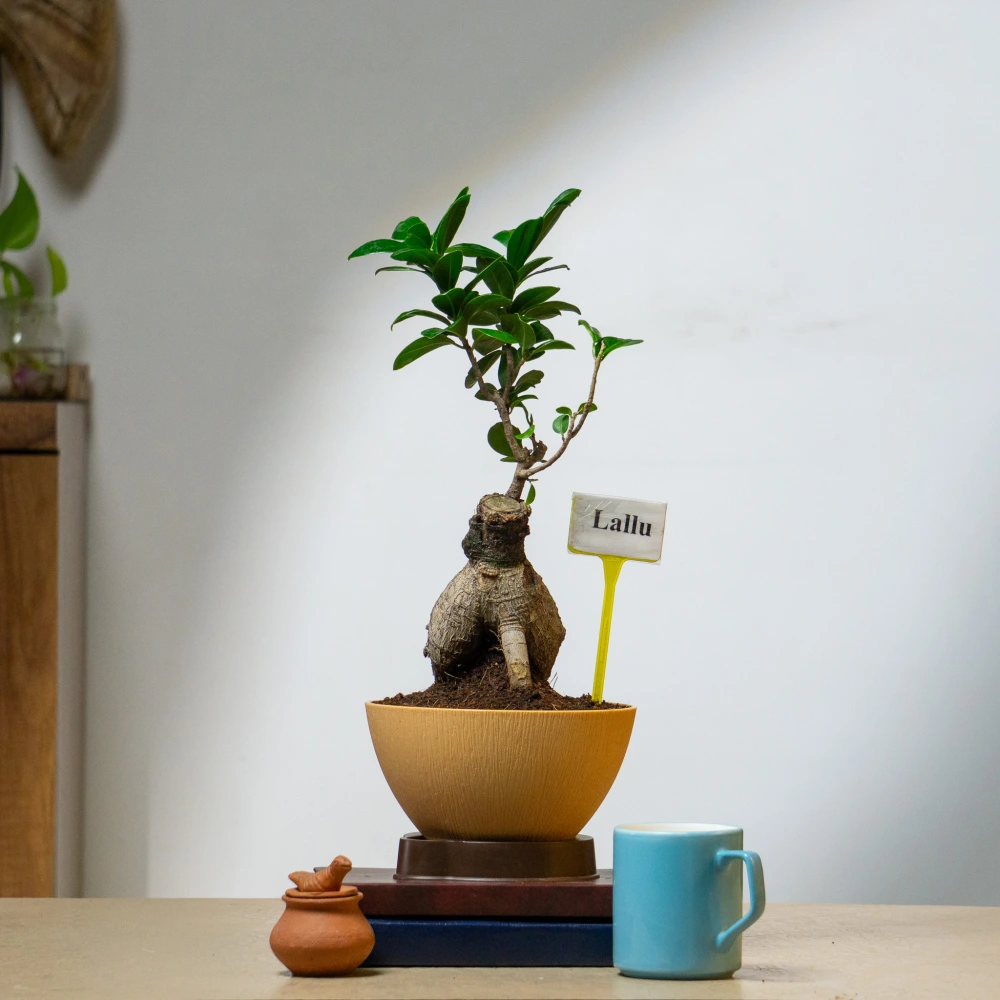 product-gallery