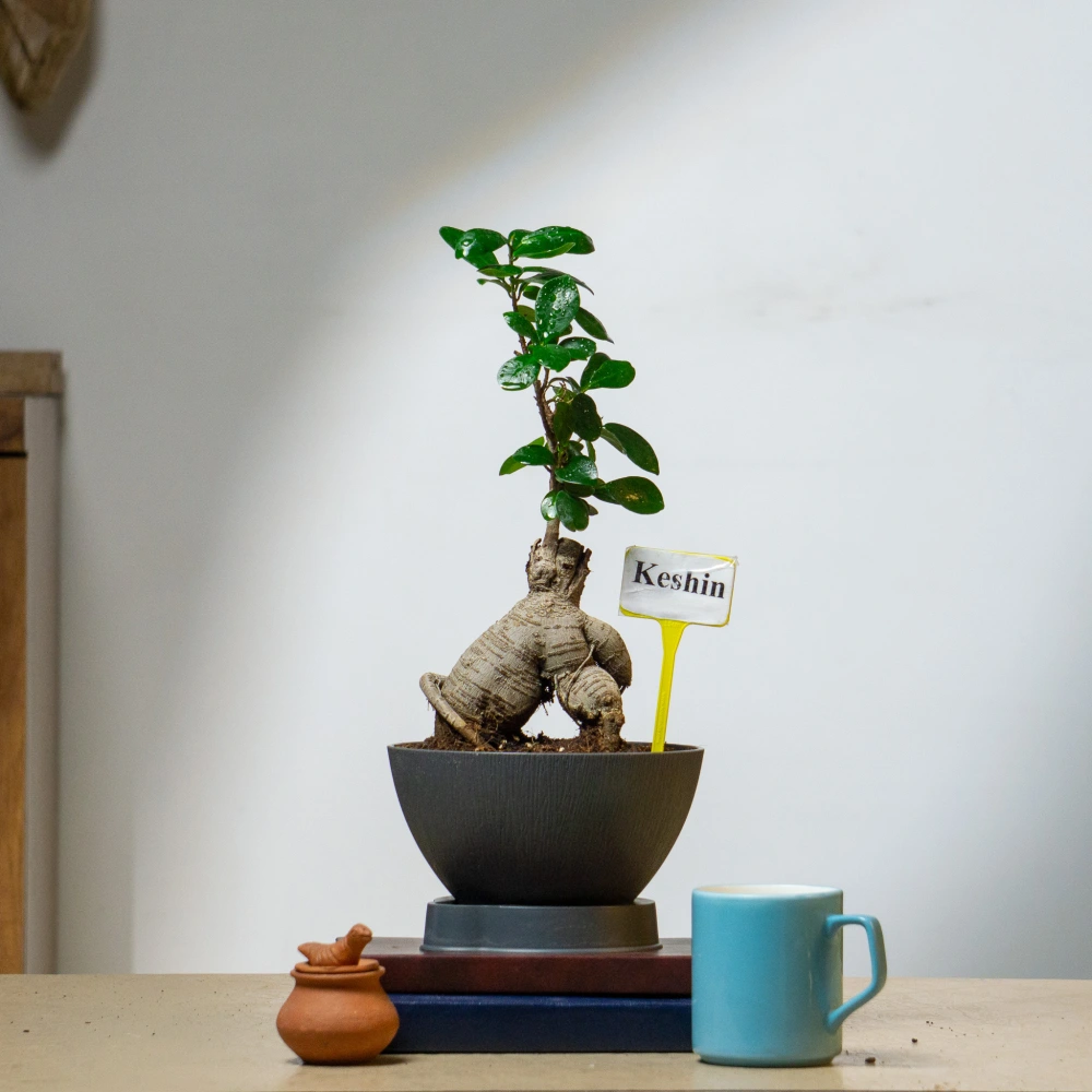product-gallery