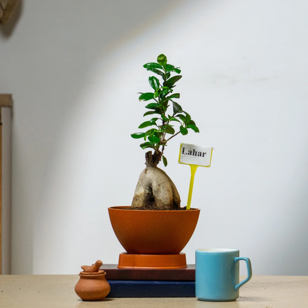 product-gallery