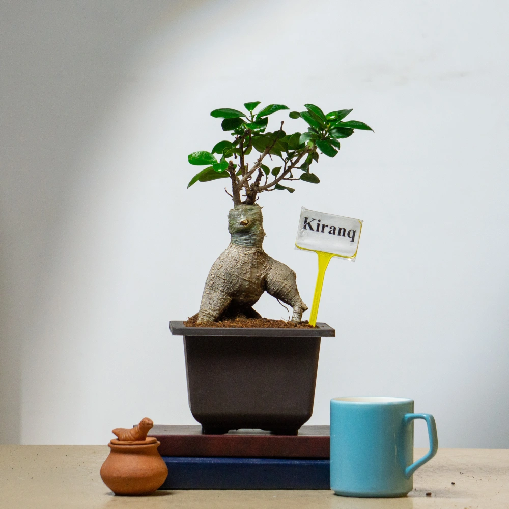 product-gallery