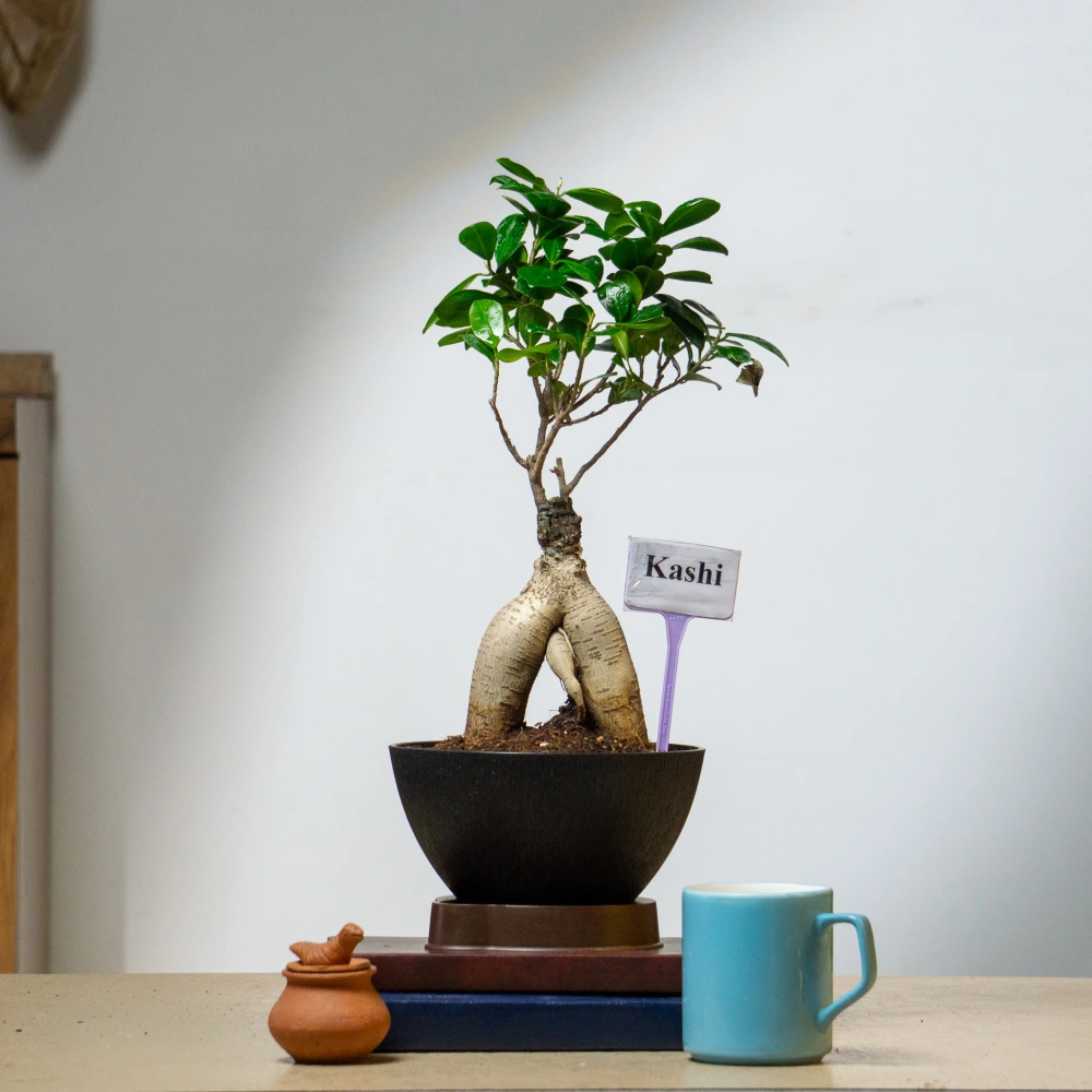 product-gallery