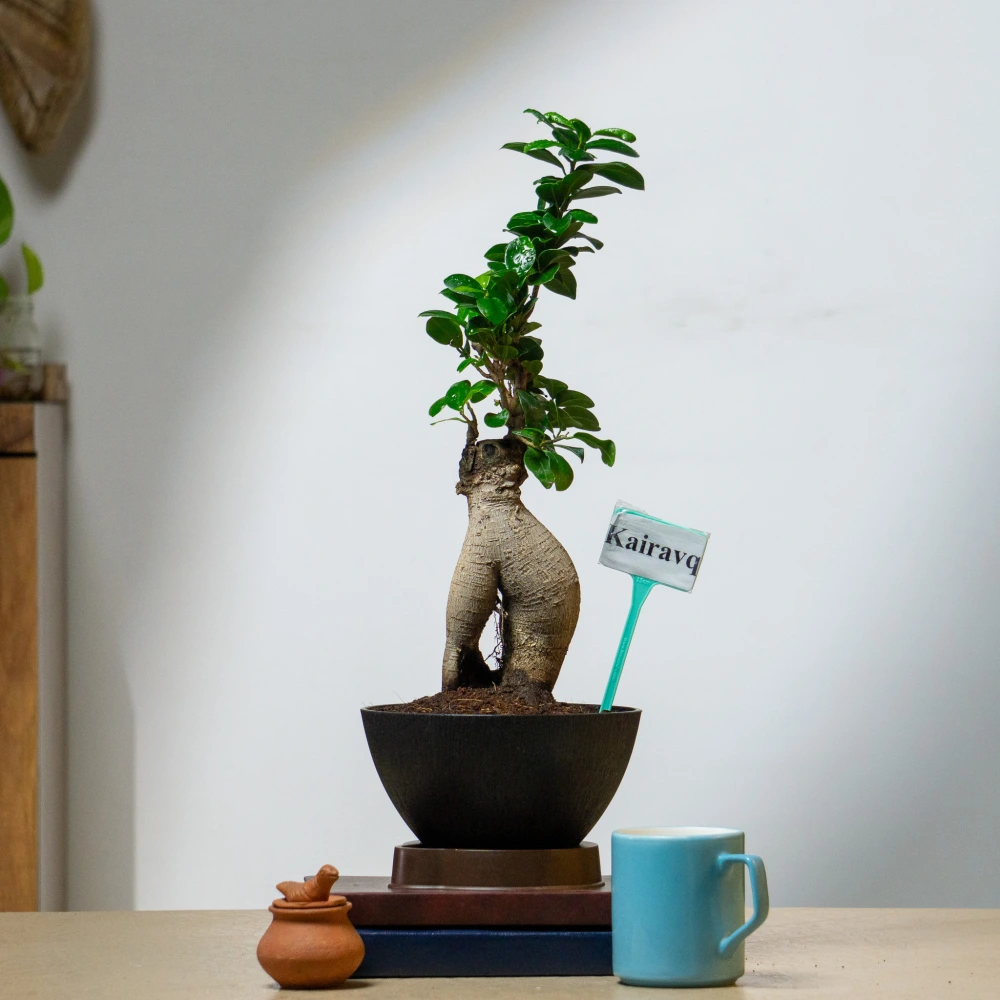 product-gallery