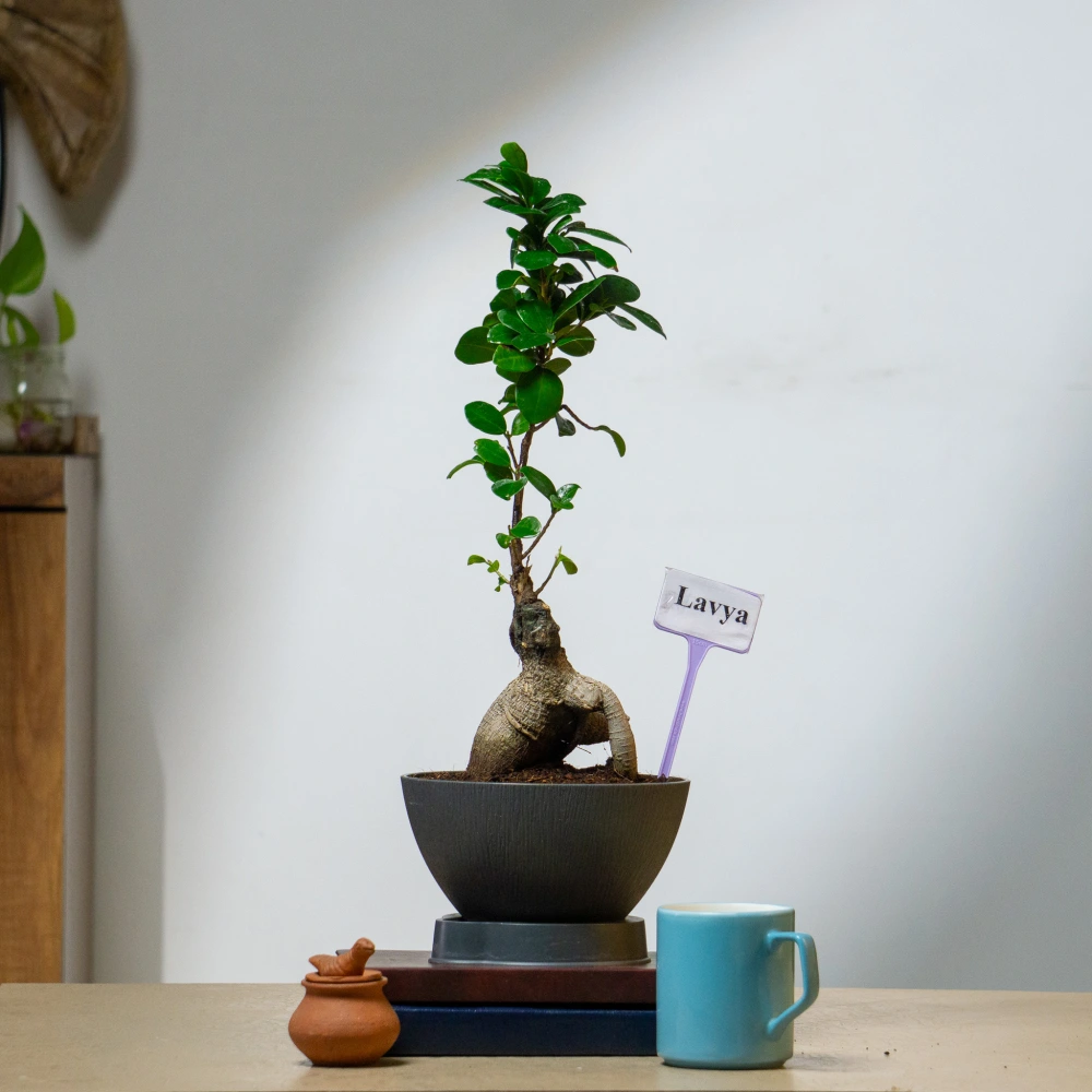 product-gallery
