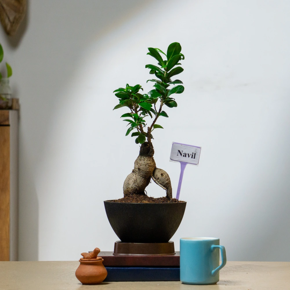 product-gallery