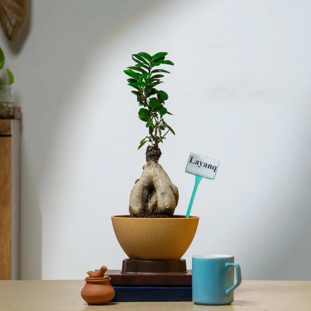 product-gallery