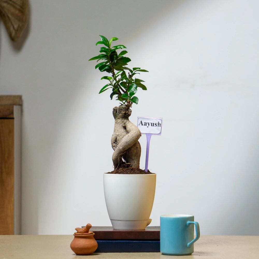 product-gallery