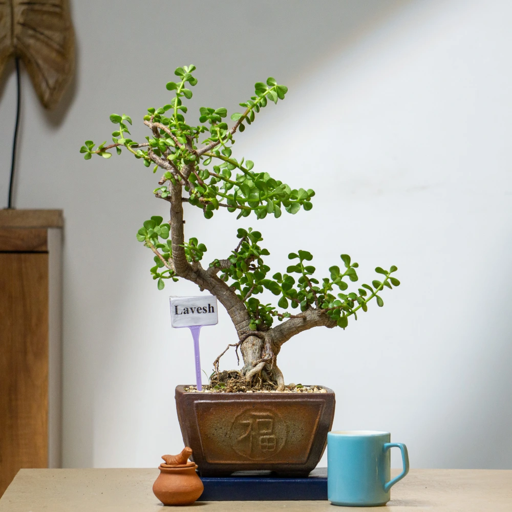product-gallery