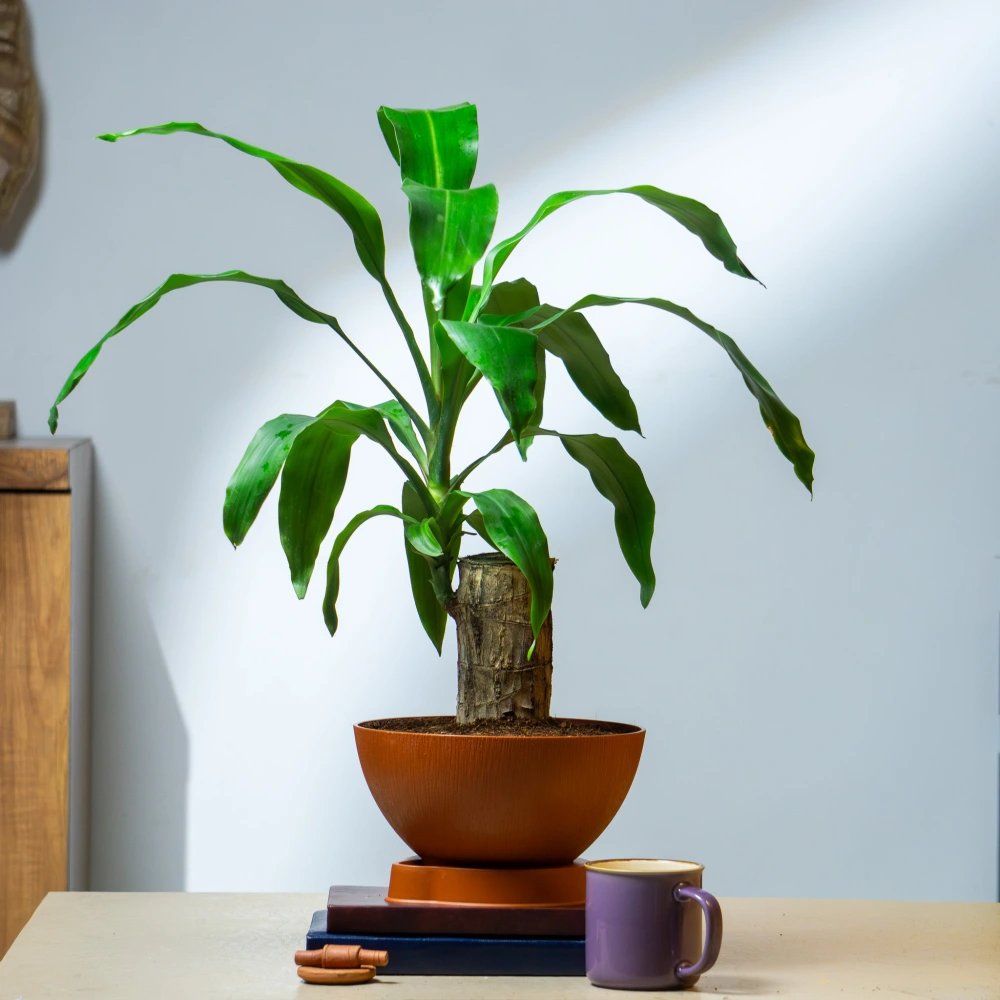 product-gallery