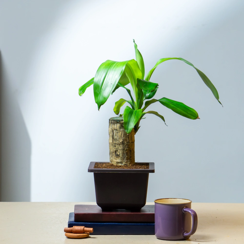 product-gallery