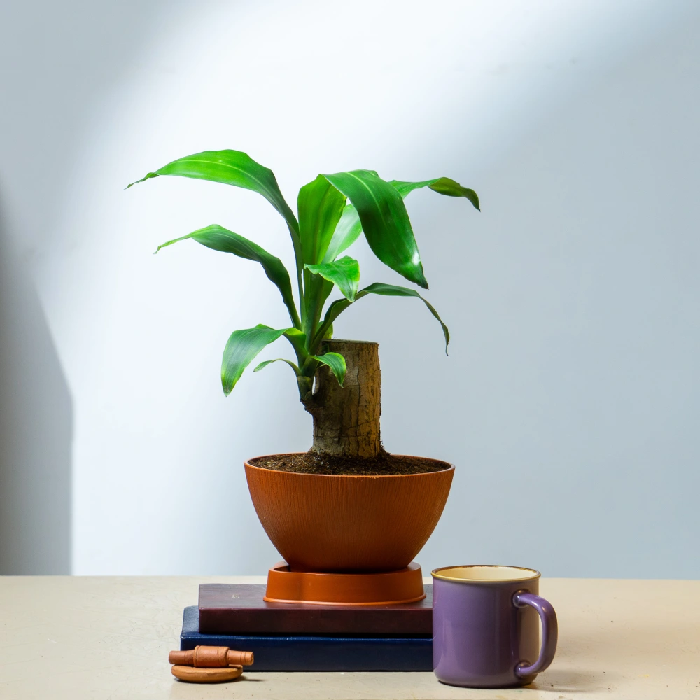 product-gallery