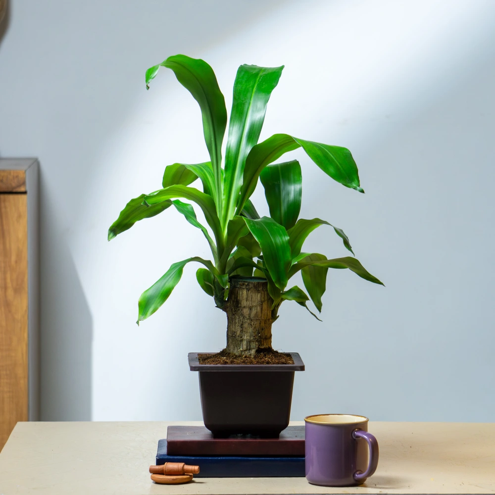 product-gallery