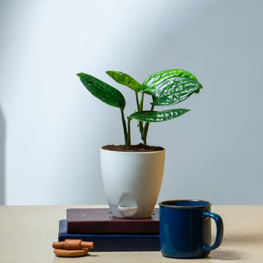 product-gallery