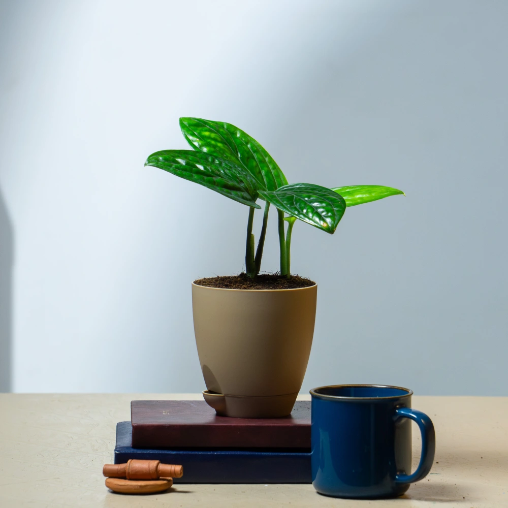 product-gallery