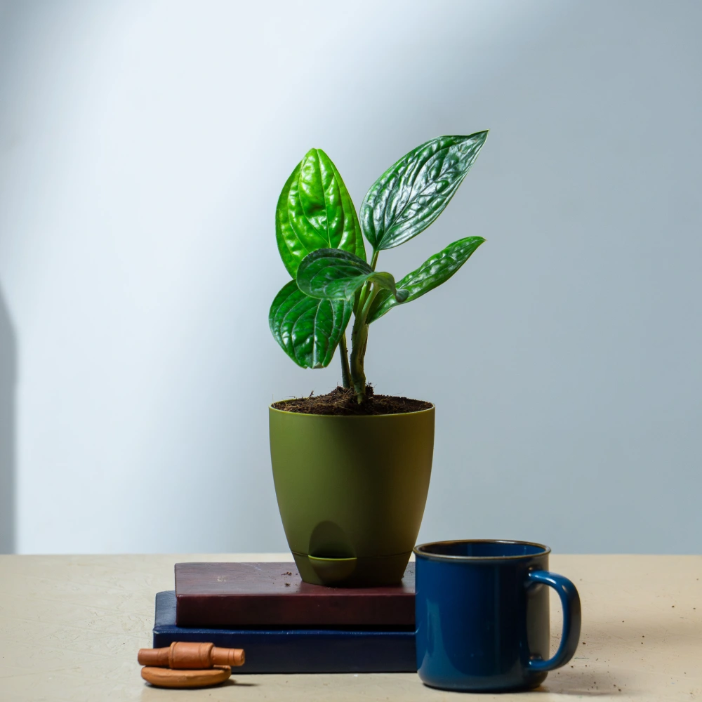 product-gallery