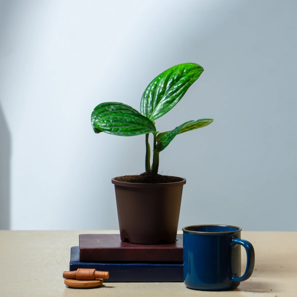 product-gallery