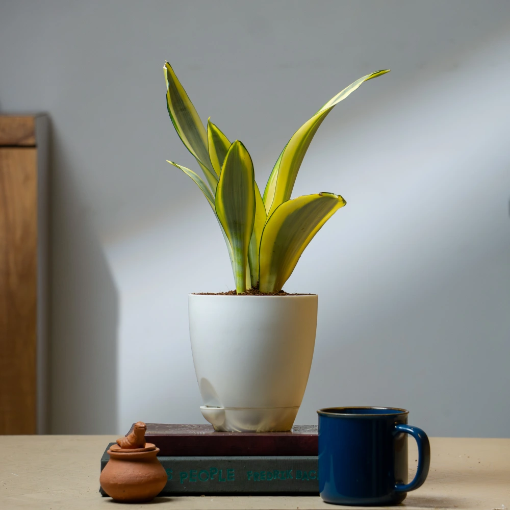 product-gallery