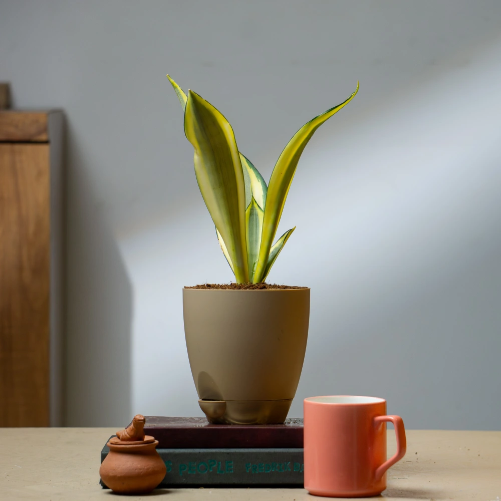 product-gallery