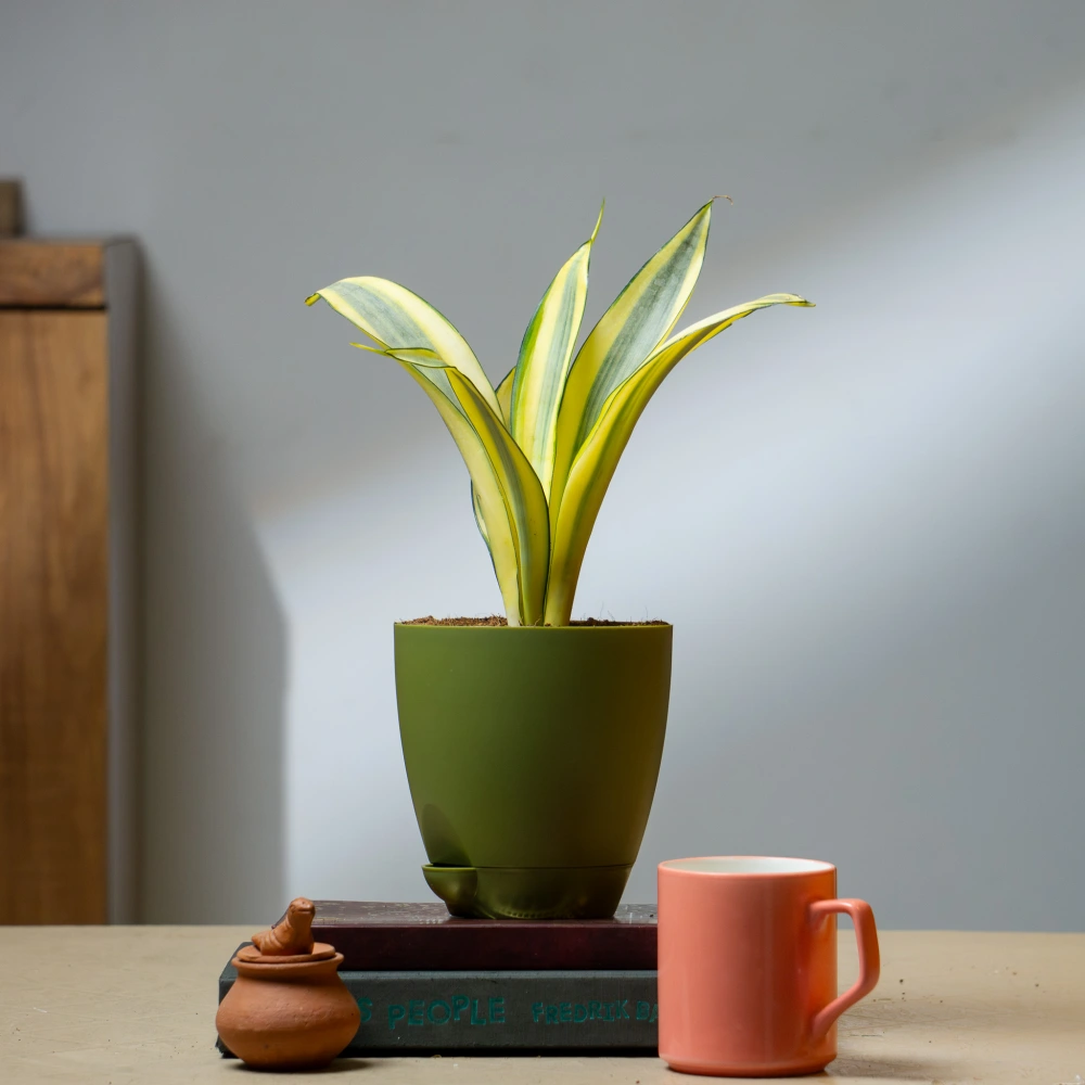 product-gallery