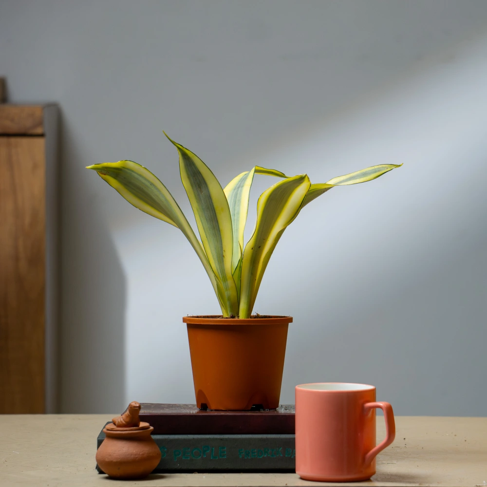 product-gallery