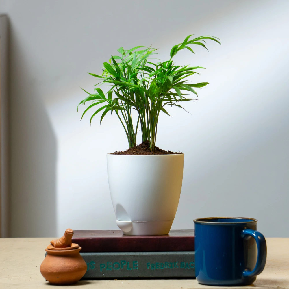 product-gallery