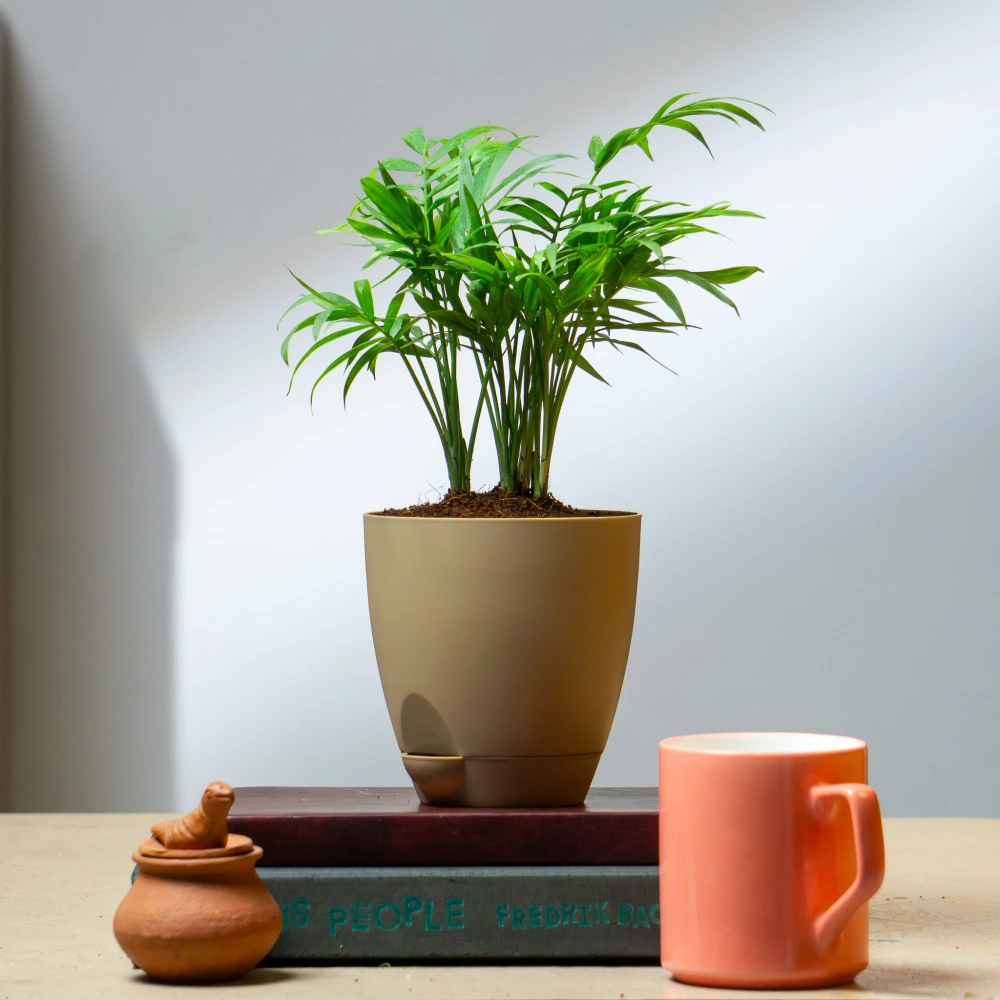 product-gallery