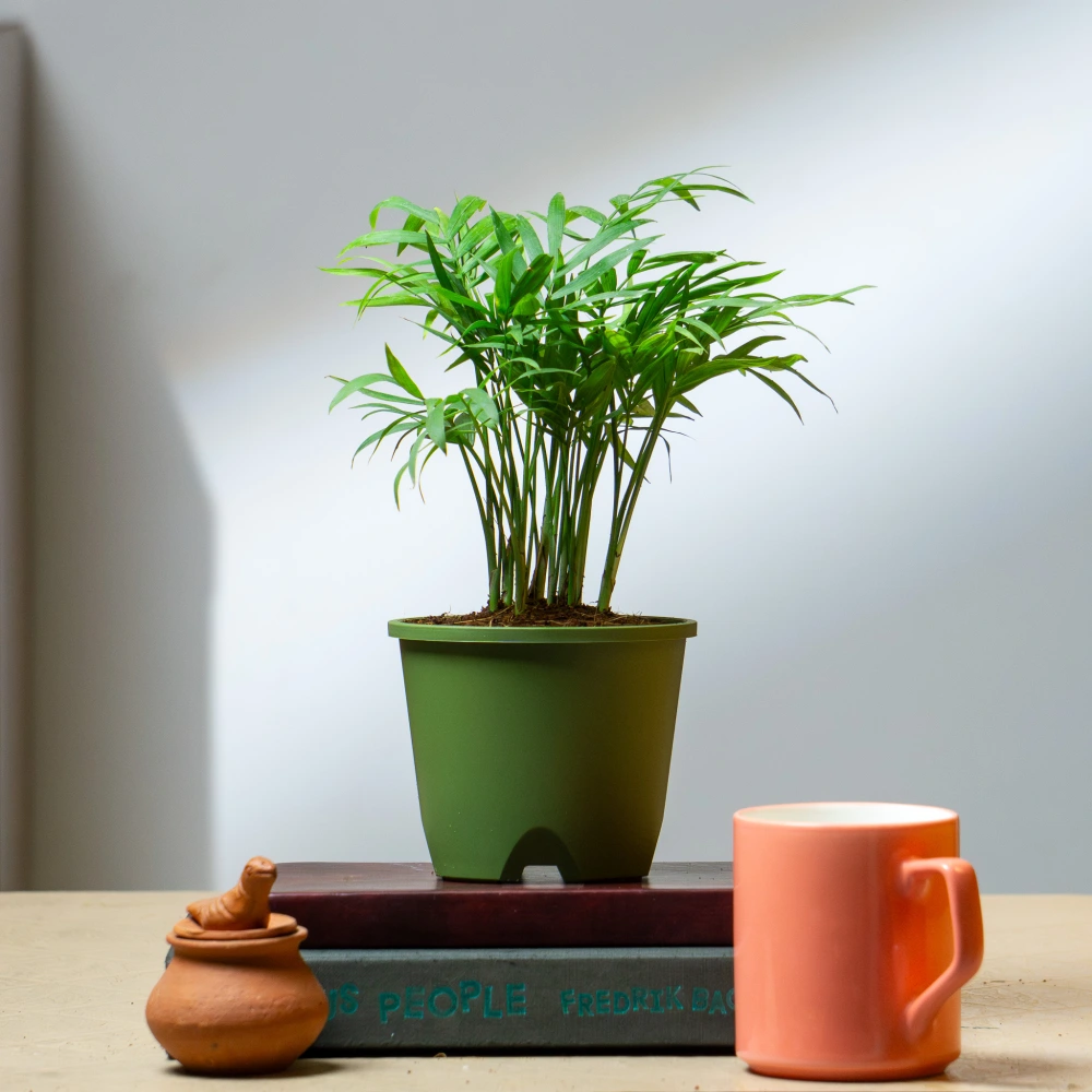 product-gallery