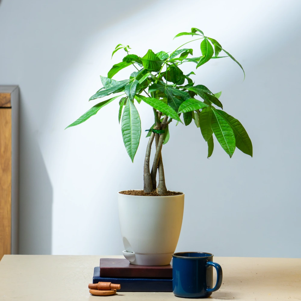 product-gallery
