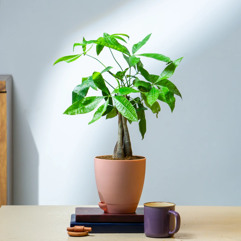 product-gallery