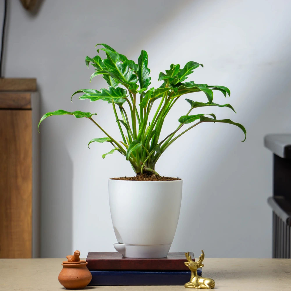 product-gallery