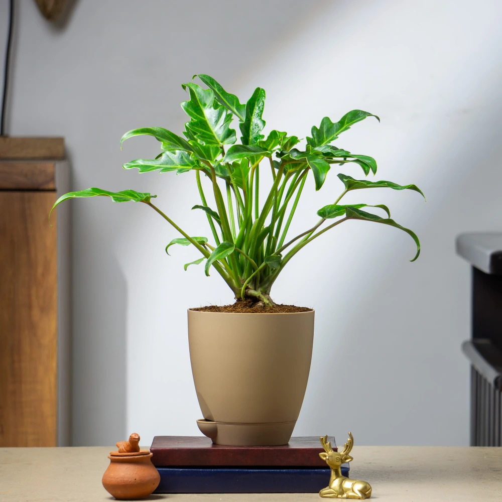product-gallery