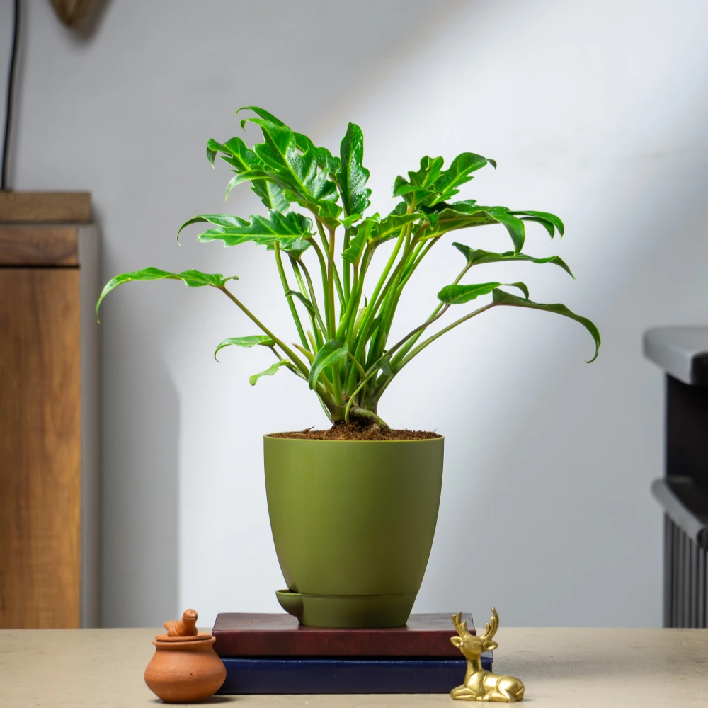 product-gallery