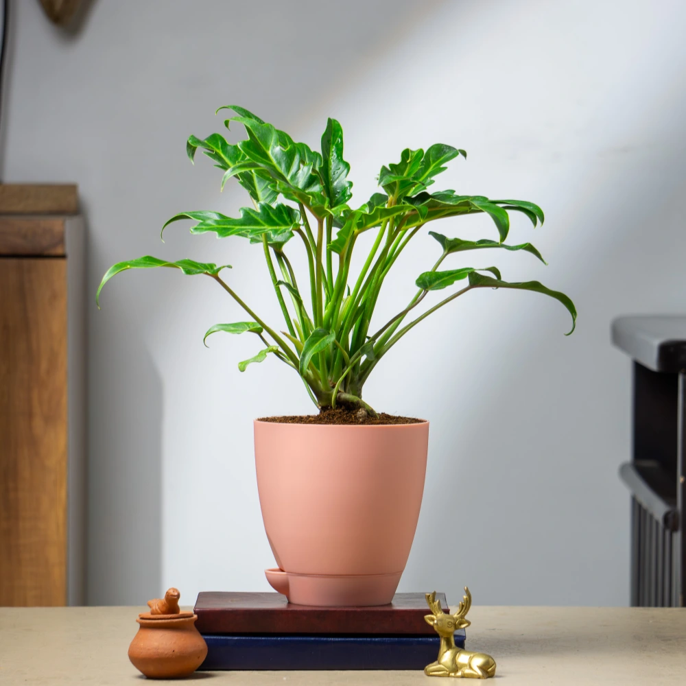 product-gallery
