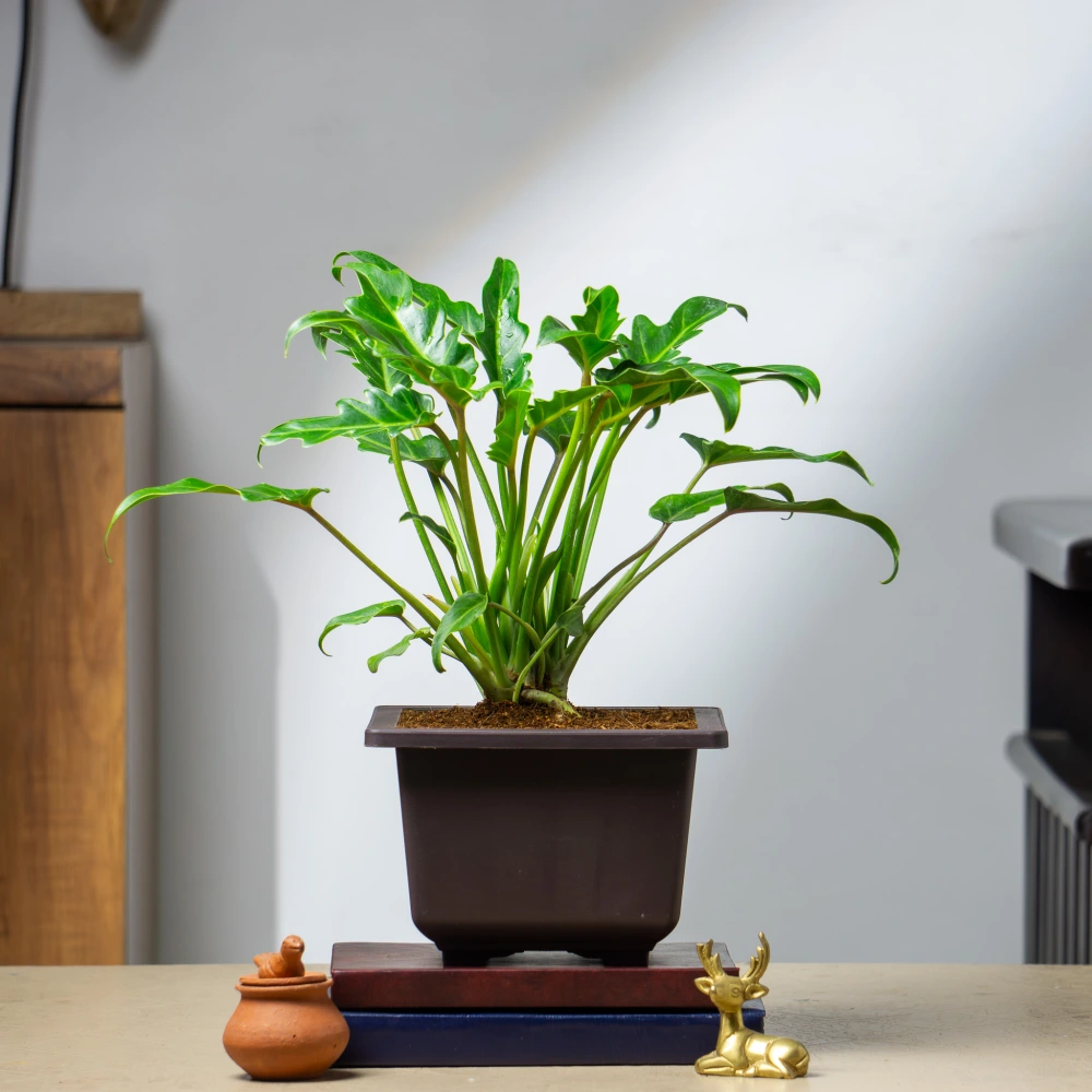 product-gallery