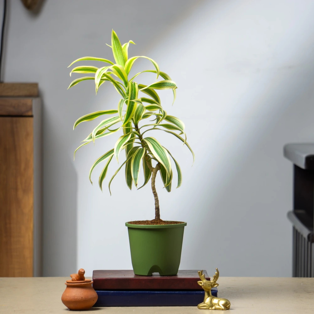 product-gallery