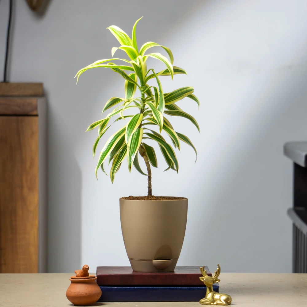 product-gallery