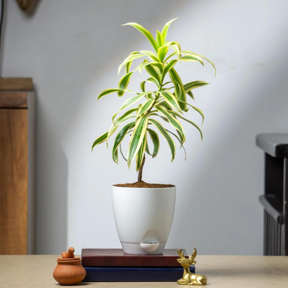 product-gallery