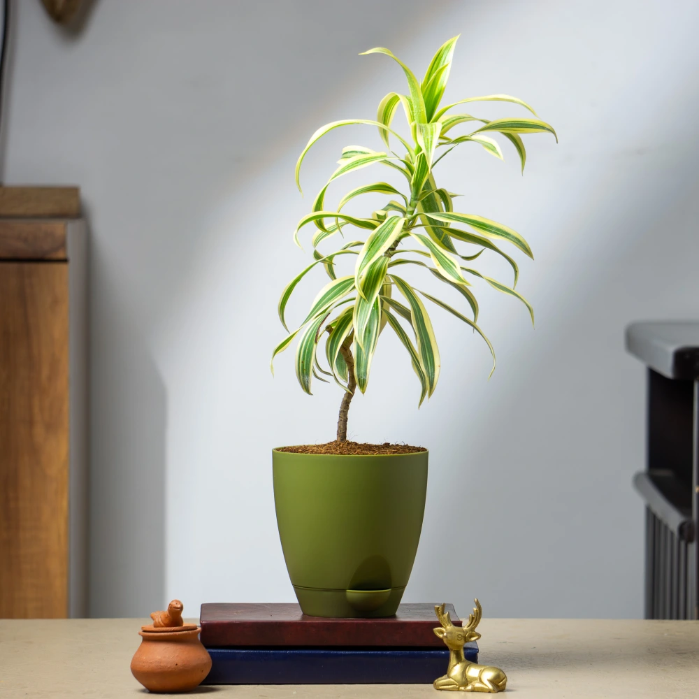 product-gallery