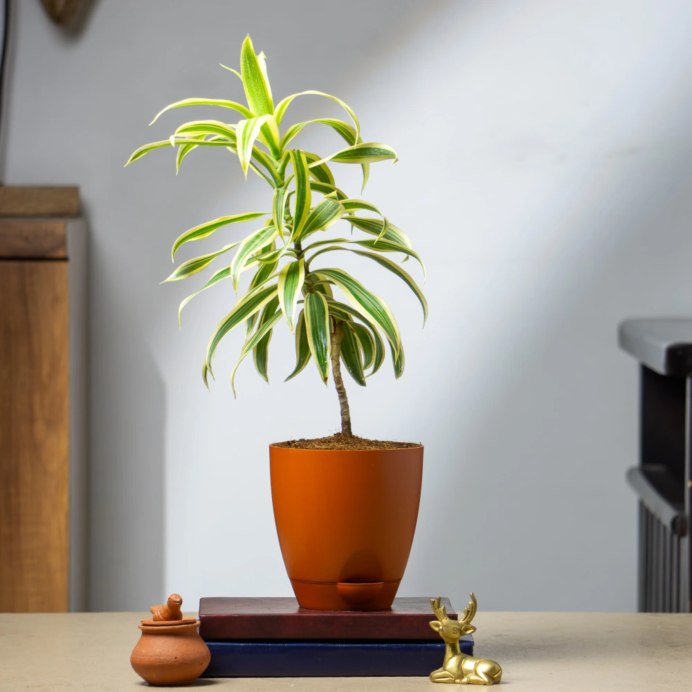 product-gallery