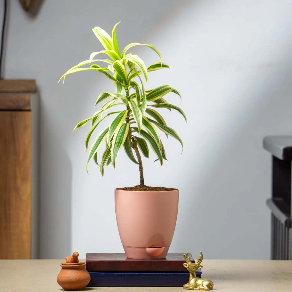 product-gallery