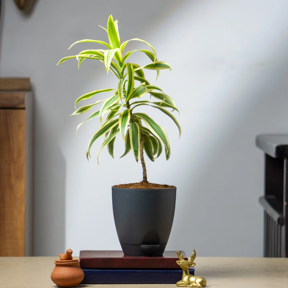 product-gallery