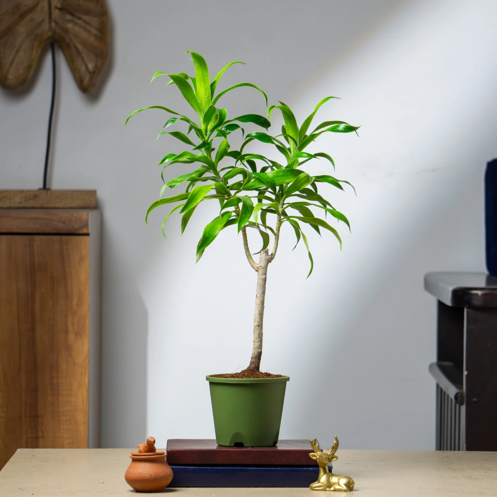 product-gallery