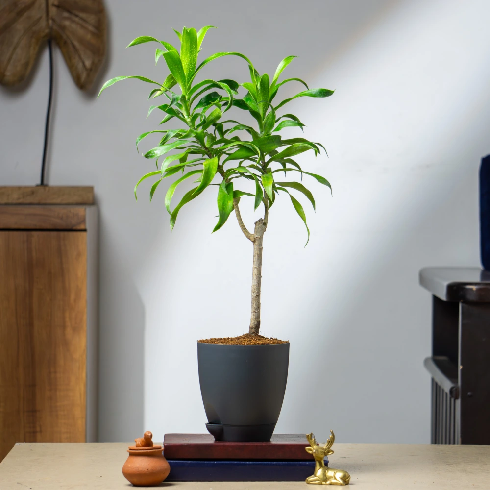product-gallery