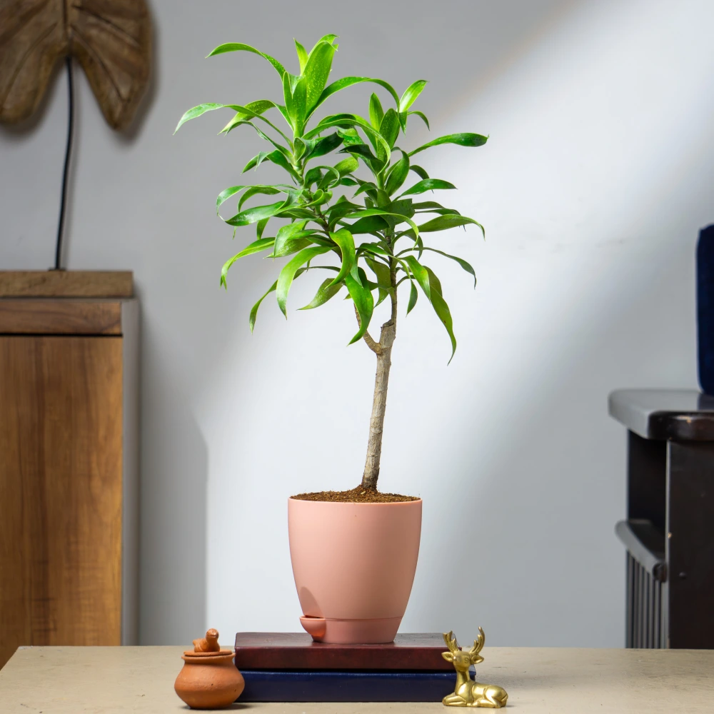 product-gallery