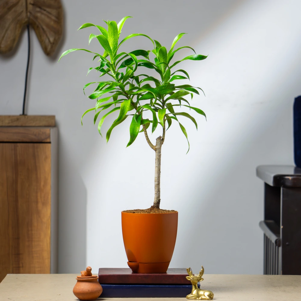 product-gallery